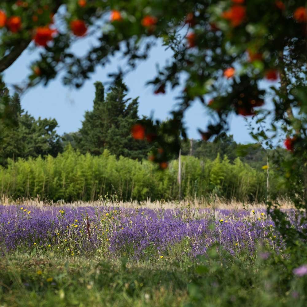 Location d'un domaine rural provençal